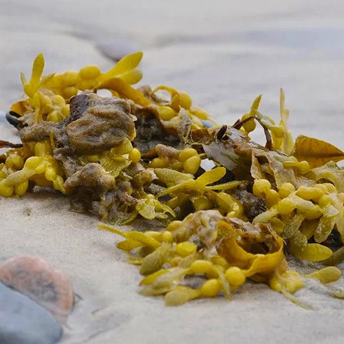 alga fucus per dimagrire