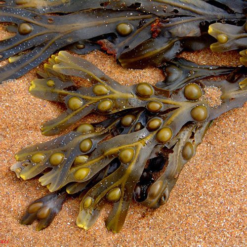 Fucus per dimagrire